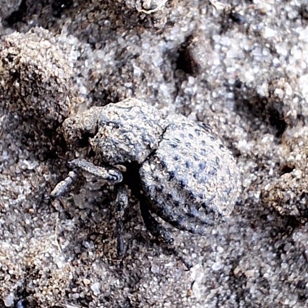 Minyops variolosus