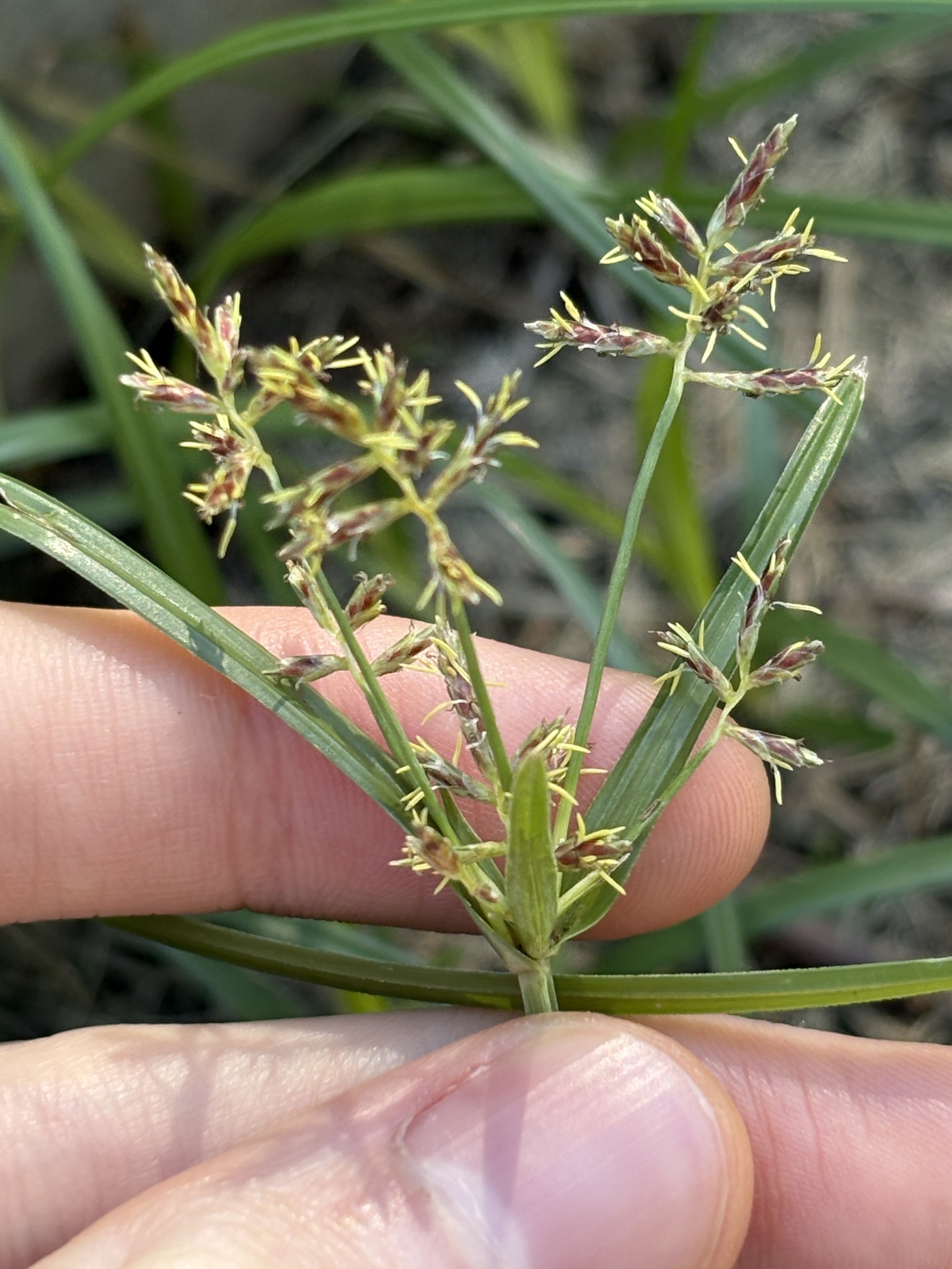 Purple Nutsedge (Cyperus rotundus)