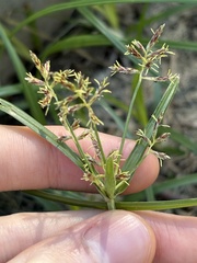 Souchet Rond (Cyperus rotundus)