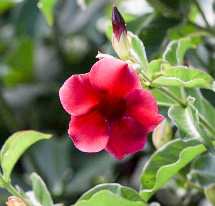 Allamanda blanchetii