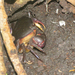 Fat River Crab - Photo (c) Diogo Luiz, some rights reserved (CC BY-SA), uploaded by Diogo Luiz