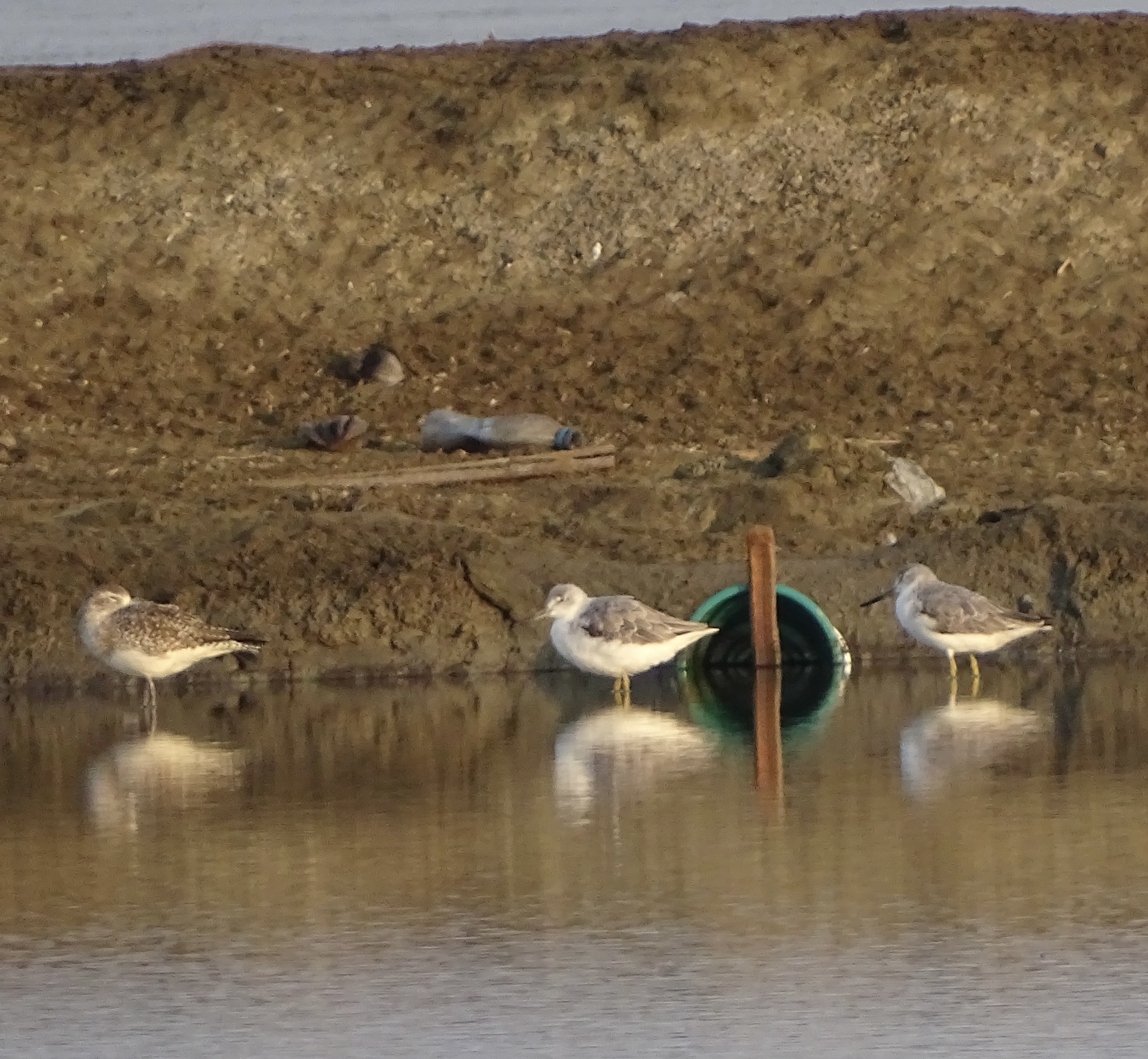 Nordmann's Greenshank (Tringa guttifer), photo 10