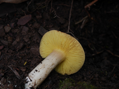 Entoloma mathinnae