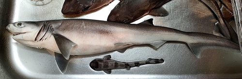 7-gilled shark (Heptranchias perlo) — Hexanchidae — 2