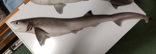 7-gilled shark (Heptranchias perlo) — Hexanchidae
