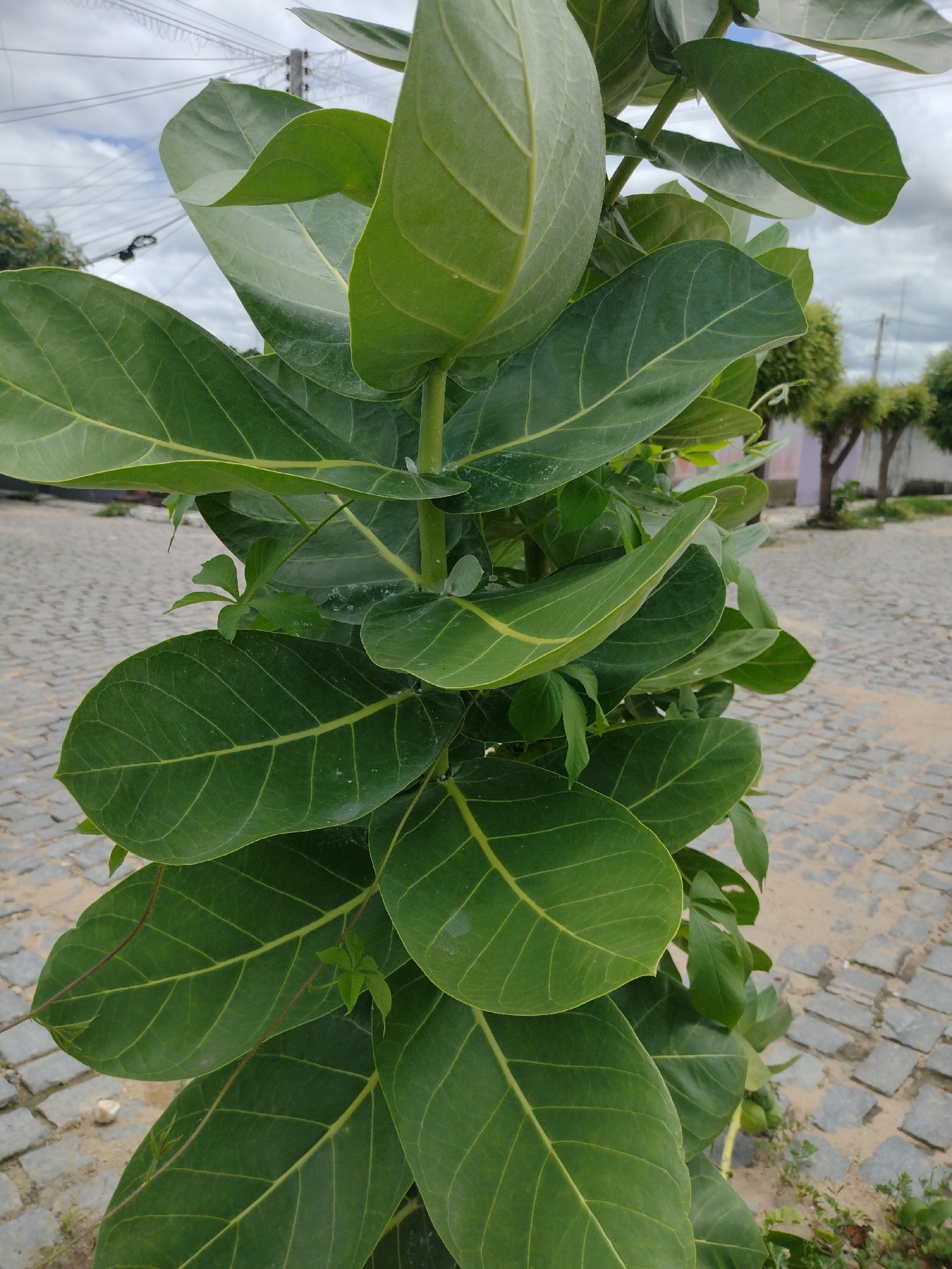 Calotropis procera