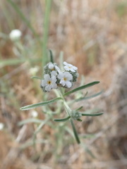Cryptantha flaccida