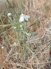 Cryptantha flaccida