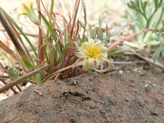 Microseris douglasii