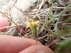 Microseris douglasii