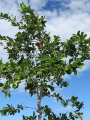 Semialarium mexicanum