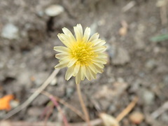 Microseris douglasii
