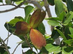 Semialarium mexicanum