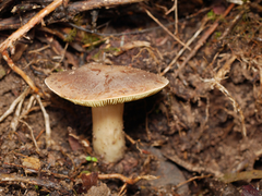 Entoloma mathinnae