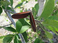 Semialarium mexicanum