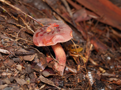 Boletus barragensis
