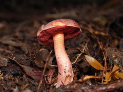 Boletus barragensis