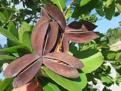 Semialarium mexicanum