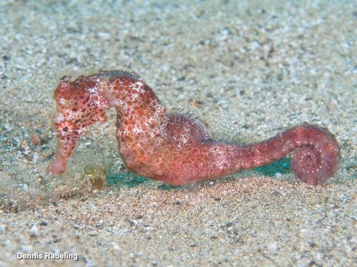 Hippocampus algiricus