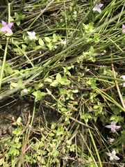 Oldenlandia salzmannii