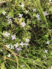 Oldenlandia salzmannii