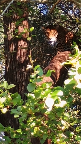 Jaguar