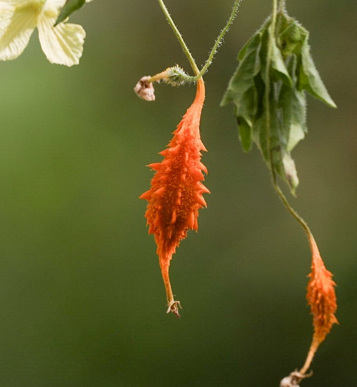 Momordica charantia