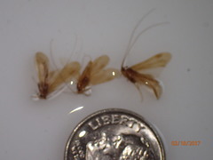 Ceraclea tarsipunctata