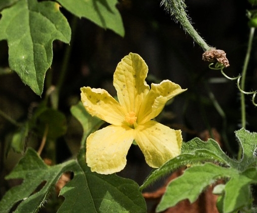 Momordica charantia