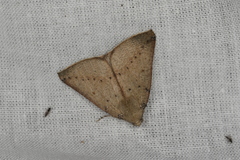 Cassythaphaga petrochroa