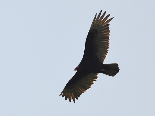 iNaturalist observation photo of Turkey Vulture