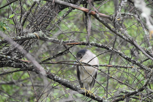 iNaturalist observation photo of Black-crowned Night Heron