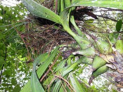 Encyclia ceratistes