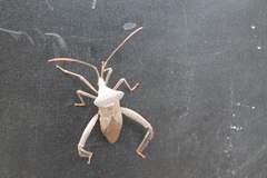 Acanthocephalini