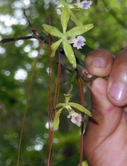 Encyclia ceratistes