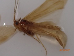 Ceraclea tarsipunctata