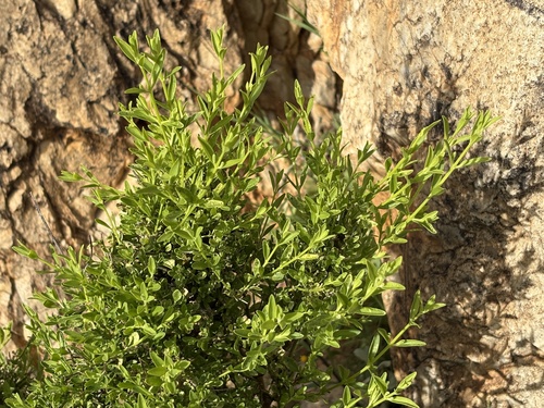 jockey's cap (Prostanthera striatiflora)