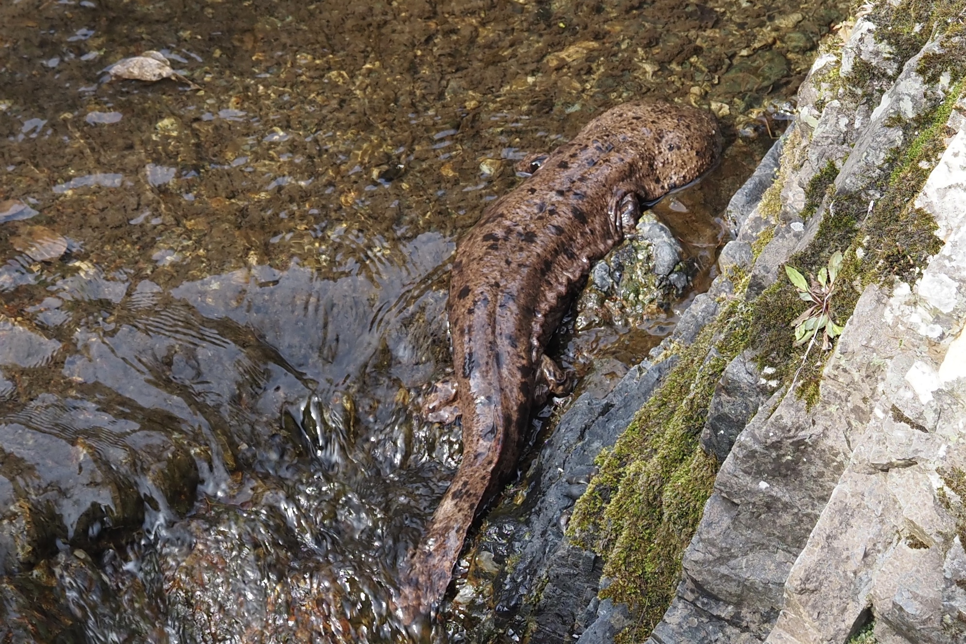 Andrias japonicus (Temminck, 1836)