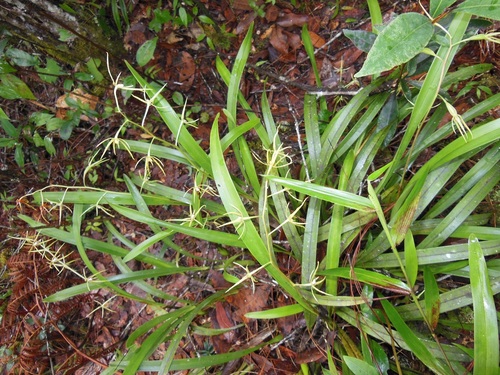 Prosthechea rhynchophora, photograph 1
