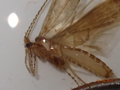 Ceraclea maculata