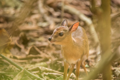 Nesotragus moschatus