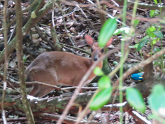 Nesotragus moschatus