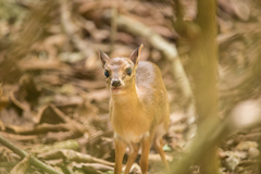 Nesotragus moschatus