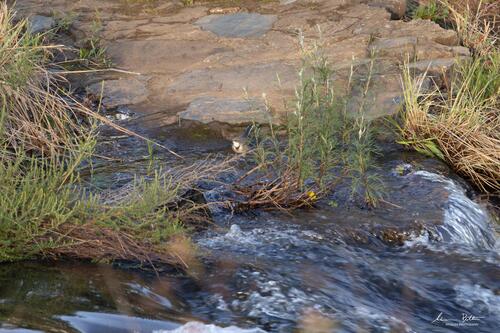 iNaturalist: (c) Liam botha, some rights reserved (CC BY-NC), uploaded by Liam botha iNaturalist image