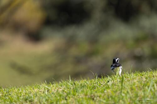 iNaturalist: (c) Liam botha, some rights reserved (CC BY-NC), uploaded by Liam botha iNaturalist image
