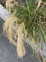 Miscanthus nepalensis