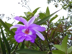 Sobralia macrantha