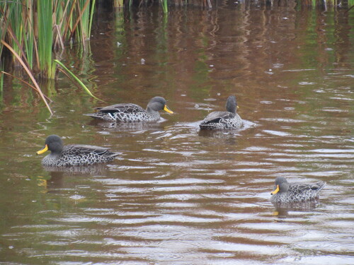 iNaturalist: (c) c, some rights reserved (CC BY-NC), uploaded by c iNaturalist image