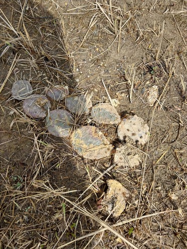 Eastern Pricklypear (Opuntia cespitosa)