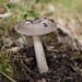 Amanita punctata - Photo (c) Paul George, some rights reserved (CC BY-NC-SA), uploaded by Paul George